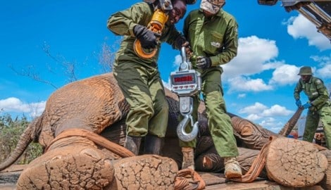 In Kenia hat die Umsiedlung von Elefanten vom Mwea-Reservat in den größeren Aberdare-Nationalpark begonnen.  (Bild: AP ( via APA) Austria Presse Agentur/AP)