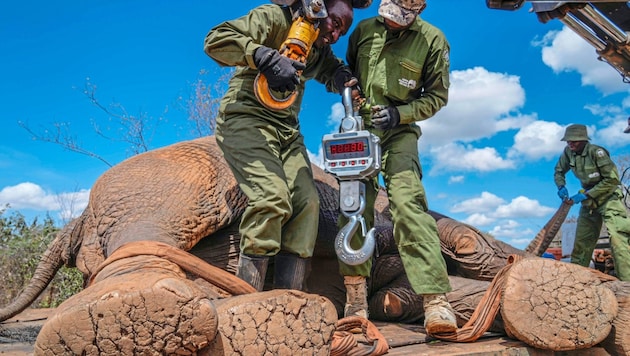 In Kenia hat die Umsiedlung von Elefanten vom Mwea-Reservat in den größeren Aberdare-Nationalpark begonnen.  (Bild: AP ( via APA) Austria Presse Agentur/AP)