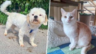 Zahlreiche Tiere suchen in Kärnten und Osttirol ein neues Zuhause.