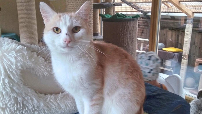 Garfield sucht ein neues Zuhause.