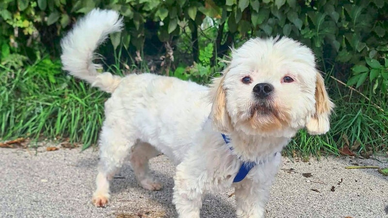 Bobby is a Shih Tzu mix male. (Bild: Tierschutz Aktiv)