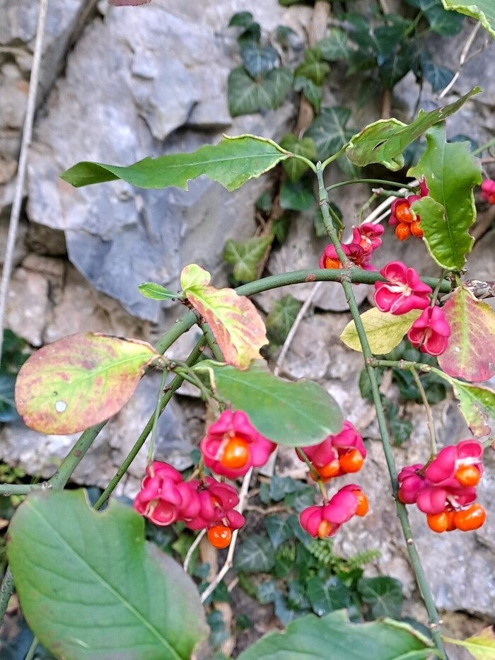 The European Peacock.