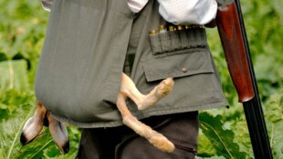 Bei der Hasenjagd wurde ein Treiber verletzte (Symbolfoto).