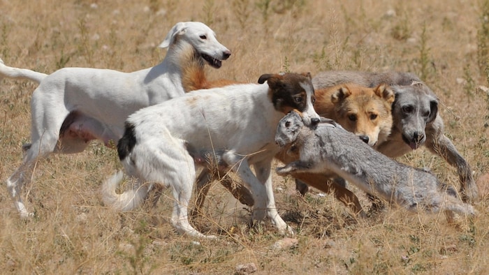 Bei der Hasenjagd werden oft sogenannte Treiber eingesetzt, die das Wild aus ihren Verstecken ...