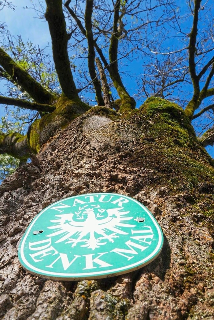 This ancient ash tree sits enthroned next to the Brachalm wooden building. The trunk of the natural monument has a diameter of around two meters.