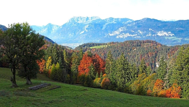 The meadow on which the Brachalm stands is surrounded by brightly colored autumn trees. On the other side of the Inn Valley, the Rofan peaks tower above you. (Bild: Peter Freiberger)