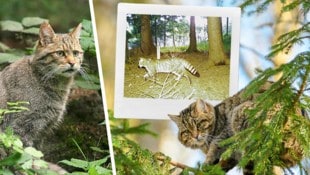 Wildkatzen sind scheue Einzelgänger und gelten als gute Kletterer. (Bild: Krone KREATIV/Andreas Kranz, Josef Limberger, ÖBf)