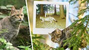 Wildkatzen sind scheue Einzelgänger und gelten als gute Kletterer.