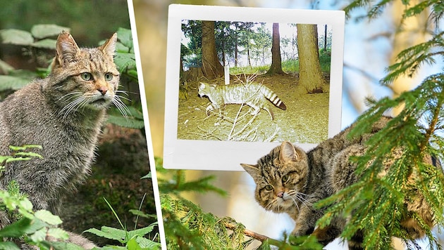 Wildkatzen sind scheue Einzelgänger und gelten als gute Kletterer. (Bild: Krone KREATIV/Andreas Kranz, Josef Limberger, ÖBf)