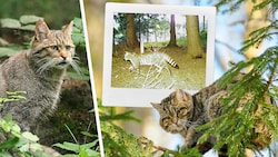 Wildkatzen sind scheue Einzelgänger und gelten als gute Kletterer. (Bild: Krone KREATIV/Andreas Kranz, Josef Limberger, ÖBf)