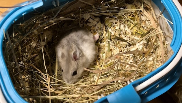 A hamster was simply abandoned. (Bild: PFOTENHILFE)