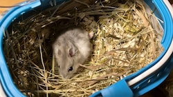 Ein Hamster wurde einfach ausgesetzt. (Bild: PFOTENHILFE)