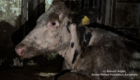 Die Tiere waren seit September von Deutschland aus unterwegs Richtung Osten. Sie mussten vier Wochen an der Grenze auf der kleinen, dreckigen Ladefläche ausharren, bis sie einen grausamen Tod fanden. (Bild: Animals‘ Angels, Animal Welfare Foundation, Karremann, Krone KREATIV)