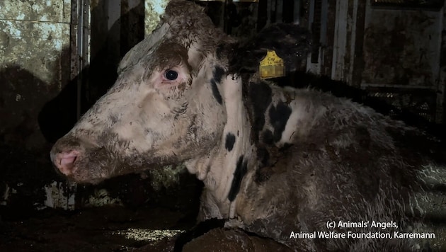 The animals had been traveling east from Germany since September. They had to wait four weeks at the border on the small, dirty loading area until they met a cruel death. (Bild: Animals‘ Angels, Animal Welfare Foundation, Karremann, Krone KREATIV)