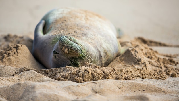 On the east coast of Rügen as far as the Greifswalder Bodden, the number of dead grey seals is increasing - at least 26 animals have died since the beginning of October. (symbolic image) (Bild: stock.adobe.com)