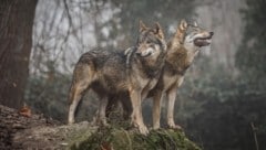 Zu immer mehr Vorfällen mit Wölfen kommt es im rudelstärksten Bundesland, wo noch kein Tier geschossen wurde. Jetzt werden die Abschussbedingungen gesenkt. (Bild: Manfred Binder)