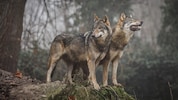 Gekommen, um zu bleiben: Der Wolfsbestand stagniert seit zwei Jahren auf hohem Niveau, es ist ...