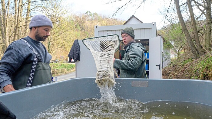 The experts will raise the little fish in real river water in the breeding container.