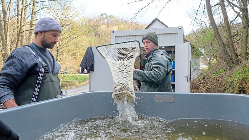 Im Brutcontainer werden die kleinen Fische von den Experten in echtem Flusswasser aufgezogen. (Bild: Molnar Attila)