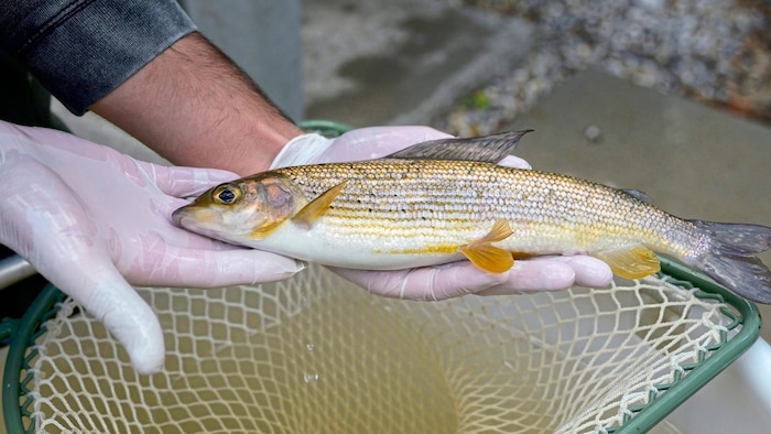 Tens of thousands of young grayling are currently enriching the rare aquatic fauna of the ...