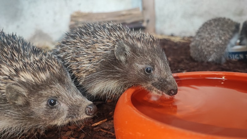 Rund dreihundert Igel werden derzeit in der Igelstation Nüziders fit für den Winter gemacht. (Bild: Tierschutz Austria)