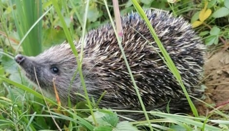 Die Zahl der Westeuropäischen Igel ist in den vergangenen zehn Jahre um bis zu 50 Prozent zurückgegangen.  (Bild: Patrizia Haslinger)