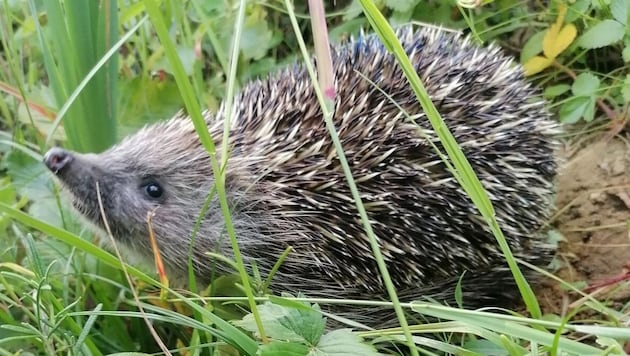 Hedgehogs are finding it increasingly difficult to find suitable habitats and are therefore under massive pressure. (Bild: Patrizia Haslinger)