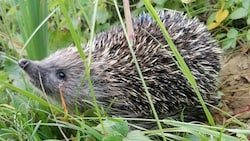 Die Zahl der Westeuropäischen Igel ist in den vergangenen zehn Jahre um bis zu 50 Prozent zurückgegangen.  (Bild: Patrizia Haslinger)