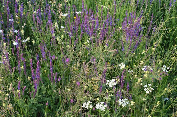Steppe sage and other special plants grow on the meadow.