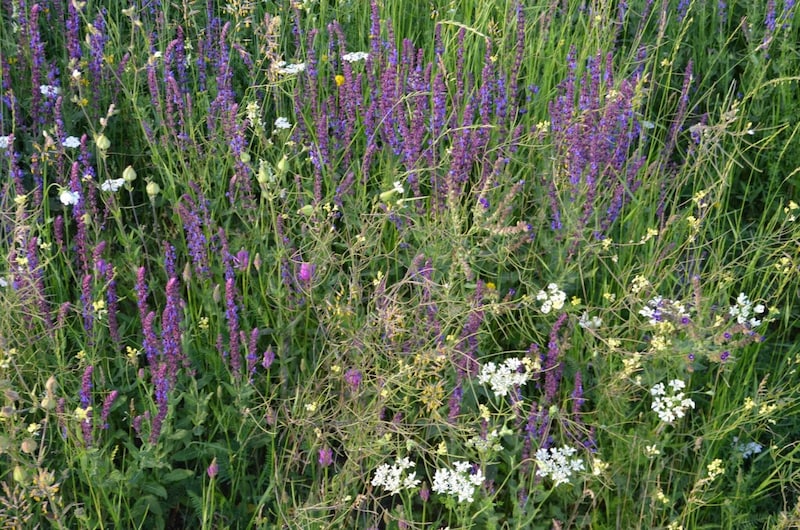 Steppe sage and other special plants grow on the meadow. (Bild: zVg)