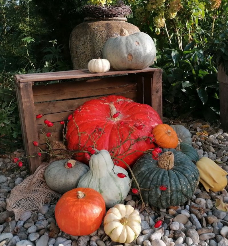 Round, pear-shaped, large or small, smooth or textured: the pumpkin is a wonder of shapes and colors. (Bild: the.heartgarden/Patrizia Haslinger)