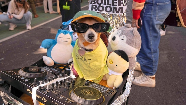 Dressed-up men and women with their costumed four-legged friends dominated the streets of the metropolis on the US East Coast on Sunday. (Bild: AFP)