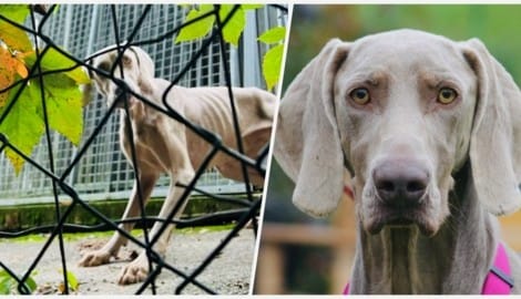 Ein Tierheim im Wienerwald geriet seit Jahren immer wieder in die Kritik, nun wurden Hunde von der Behörde abgeholt. Der abgemagerte Weimaraner wird nun aufgepäppelt.  (Bild: zVg)