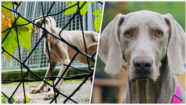 An animal shelter in the Vienna Woods has been repeatedly criticized for years, and now dogs have been taken away by the authorities. The emaciated Weimaraner is now being nursed back to health. (Bild: zVg)