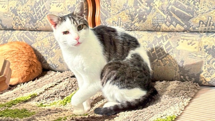 Cat "Jackson" is only slowly recovering from the near-fatal shot.