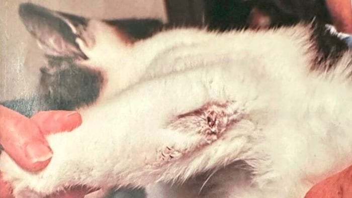 The projectile caused a bone fracture.