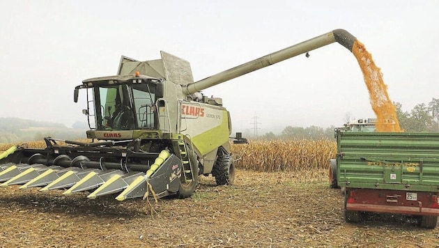 The maize harvest is down by 5 percent this year. (Bild: LK Kärnten)