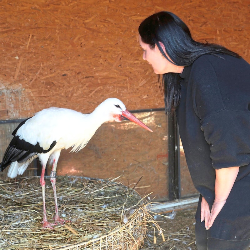 Angelika Meister's heart belongs to storks: "They are simply fascinating creatures for me. But they also often need the help of humans due to the circumstances." (Bild: Radspieler Jürgen/Juergen RadspielerJürgen Radspieler)