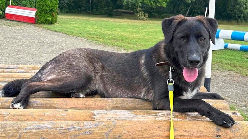 Labradormischling Odin (Bild: Privat)