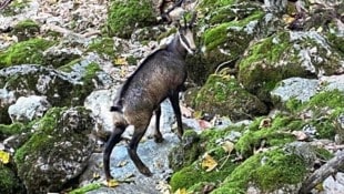 „Burgi“ aus dem Mostviertel soll dem verwitwetem Gamsbock in Schwarzau am Gebirge wieder mehr Lebensfreude einhauchen.  (Bild: Roland Kasper)