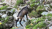 „Burgi“ aus dem Mostviertel soll dem verwitwetem Gamsbock in Schwarzau am Gebirge wieder mehr ...