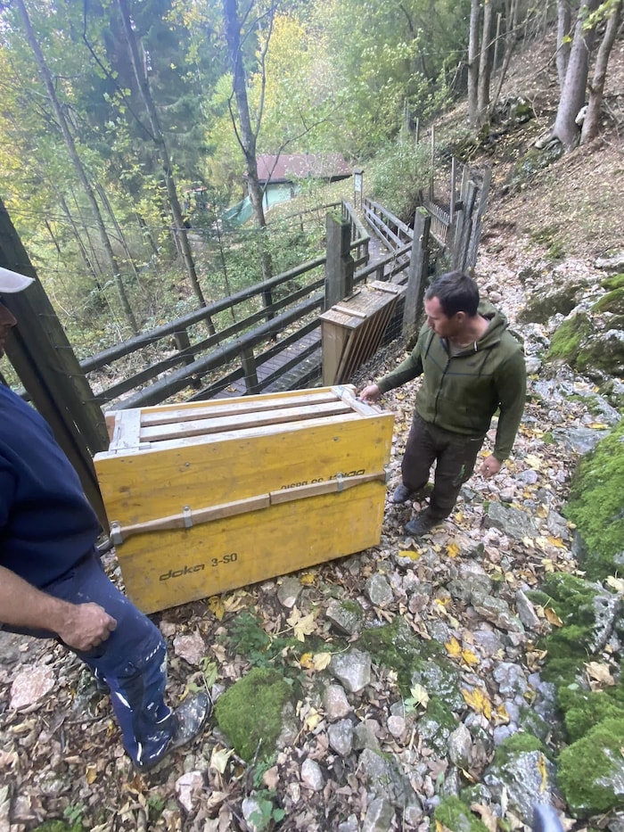 Der verwitwete Gamsbock hat mit „Burgi“ eine neue Liebe gefunden. Der Transport verlief gut, ...