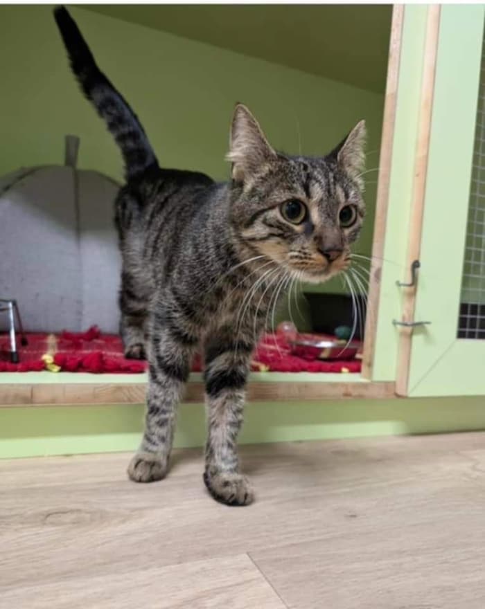 „Coco“ erholte sich zunächst im Tierheim Mentlberg.
