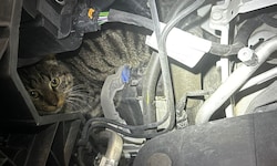 Völlig verschreckt blickte „Coco“ den Mechanikern aus dem Motorraum entgegen.