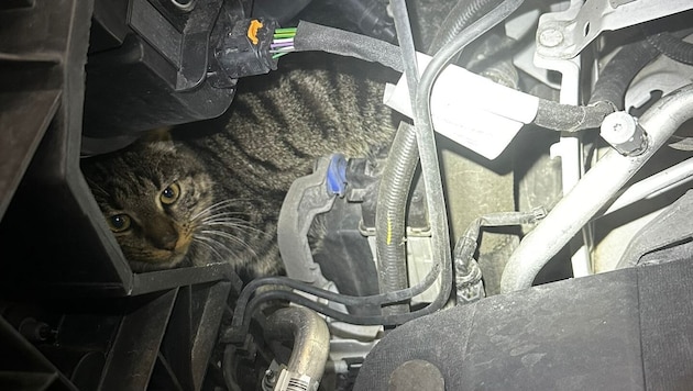 Completely terrified, "Coco" looked out of the engine compartment at the mechanics. (Bild: zVg)