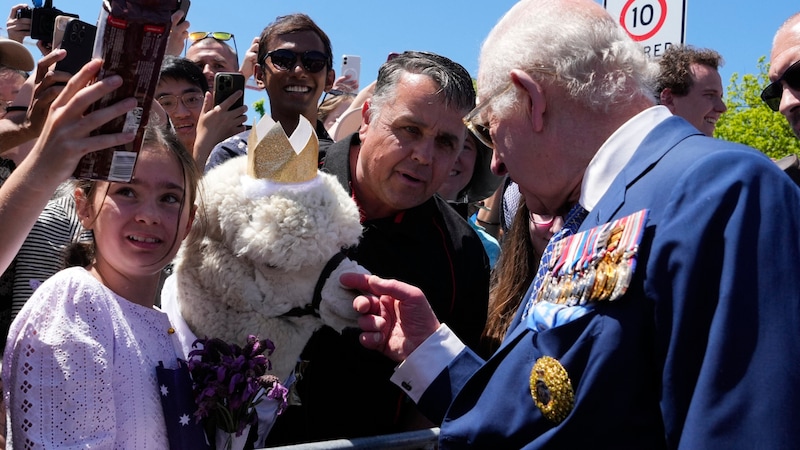 Charles strokes the alpaca, which then sneezes on him. (Bild: APA Pool/Mark Baker / AFP)