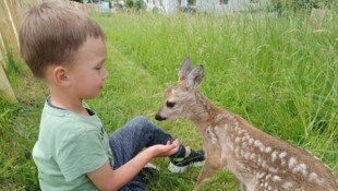 Der fünfjährige Lukas hat mit „Bambi“ innige Freundschaft geschlossen (Bild: zVg)