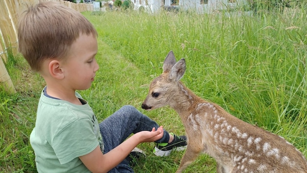 Der fünfjährige Lukas hat mit „Bambi“ innige Freundschaft geschlossen (Bild: zVg)