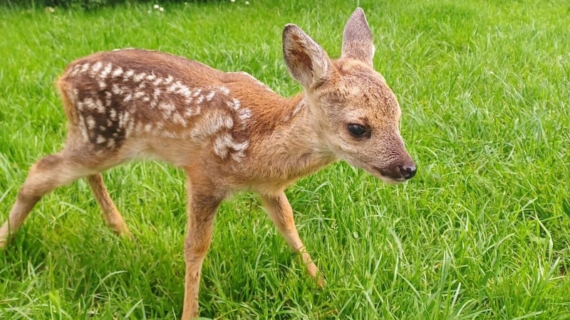 „Bambi“ ist außer Lebensgefahr (Bild: zVg)