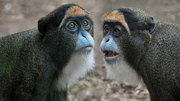 Der Bereich für Säugetiere im zoologischen und botanischen Garten bleibt nach den Vorfällen geschlossen, um die Gesundheit der dort lebenden Tiere genau zu überwachen, teilten die Behörden der Sonderverwaltungsregion mit. Im Bild: Brazzameerkatzen (Bild: stock.adobe.com/Joachim G. Pinkawa/JoPinX, stock.adobe.com)